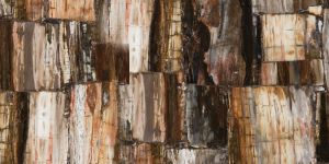 8331-Petrified-Wood-Classic